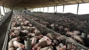 PESTA PORCINĂ | Dăncilă: Vom disponibiliza 43 de milioane de euro pentru crescătorii de porcine