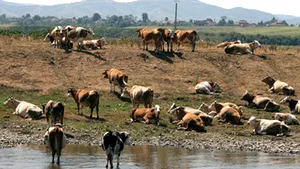 Turcia va importa animale din România şi alte state, pentru a reduce preţul la carne