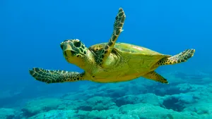 O broască ţestoasă uriaşă care trăieşte în zona Mării Mediterane, găsită pe plaja de la Vadu - VIDEO