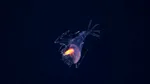 31 de noi specii marine au fost descoperite într-o zonă puțin explorată a Atlanticului
