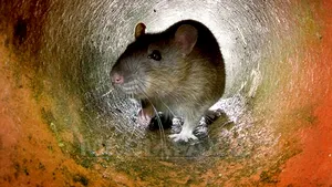 Grădina Zoologică Bucov, invadată de şobolani - VIDEO