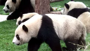 Urşii Panda din China, în pericol după cutremur