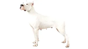 Câinele Dog Argentinian: 7 caracteristici principale ale rasei