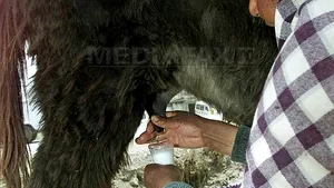 Laptele de măgăriţă, secretul Cleopatrei. Ce proprietăţi are