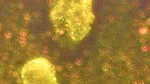 Nanoparticule de aur descoperite în ace de molid. Cum pot influența bacteriile din interiorul plantelor acumularea metalului în copaci