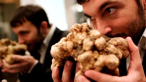 Un număr de 11 trufe albe, vândute la licitaţie cu 274.200 de euro