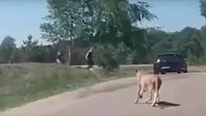 VIDEO O familie de francezi a scăpat ca prin minune de atacul unor gheparzi