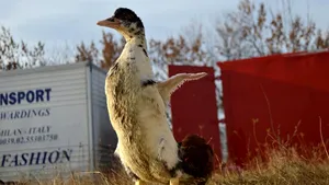 Sute de păsări rănite, salvate de o tânără din Timişoara. Povestea sanctuarului „Sepale” | FOTO