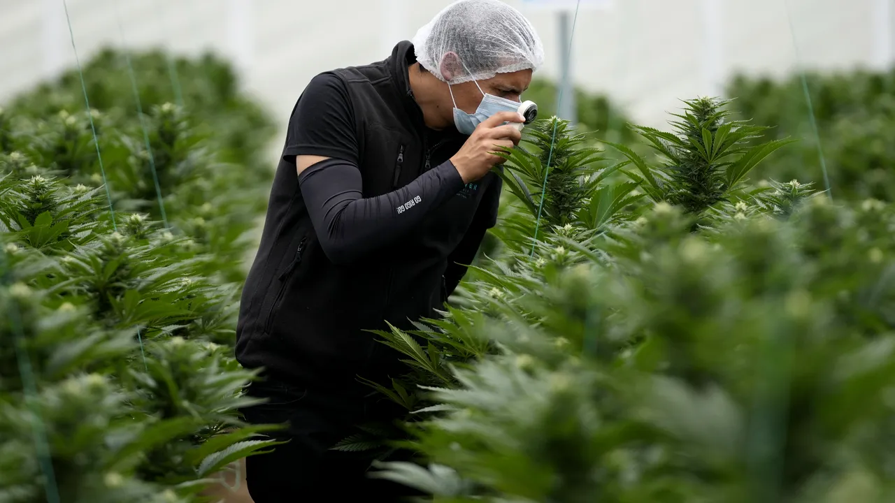 Germania intenţionează să legalizeze consumul de canabis. Proiectul de reformă a fost publicat