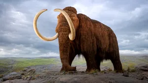 Scăderea record a nivelului Dunării a scos la iveală rămășițele unui mamut lânos