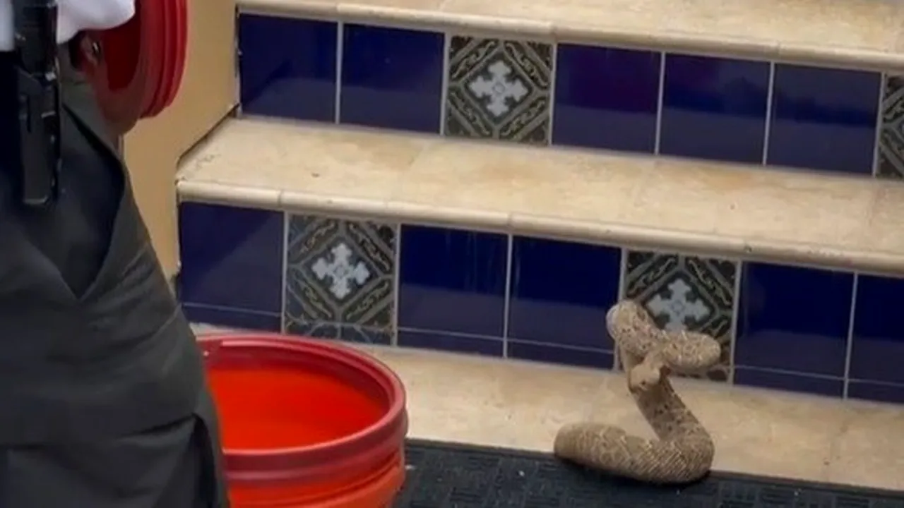 Cum este capturat un şarpe cu clopoţei veninos şi nervos? Video viral