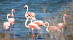 Veneția devine un paradis neașteptat pentru Flamingo. De ce se adună păsările în număr record