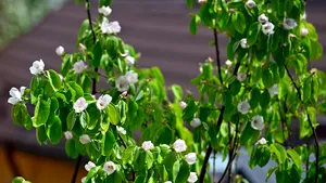 5 plante perene care se îngrijesc singure în grădinile rustice. Lista experților