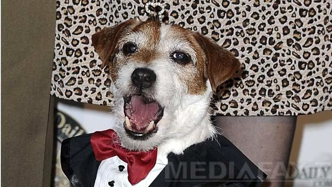Uggie, câinele din 