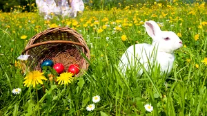 Ce se întămplă cu iepuraşul de Paşte, în plină pandemie?