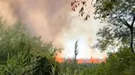 Incendiu uriaș în Delta Dunării. 700 de hectare de vegetație uscată au fost afectate. A afectat și fondul forestier