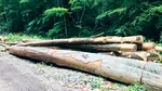 Curtea de Conturi cere urmărire penală în cazul Romsilva: 3,1 milioane de ha de pădure, evaluate la 0 (zero) lei