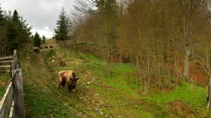 FOTO Nouă zimbri dintr-o rezervaţie din Suedia au fost aduşi în Munţii Ţarcu