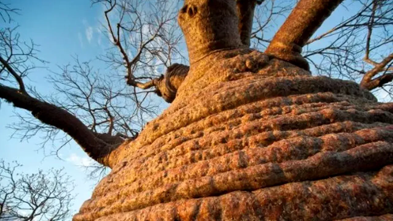 Ce voce are unul dintre cei mai bătrâni copaci de pe Pământ? Un inginer de sunet a înregistrat-o într-o pădure din SUA
