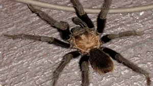 Suceava: Tarantulă aflată în custodia poliţiştilor