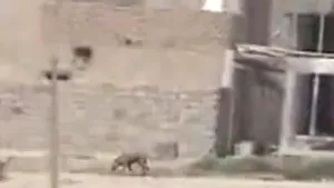 CRUZIME fără margini: Soldaţi care ARUNCĂ ÎN AER un câine pentru a se distra - VIDEO