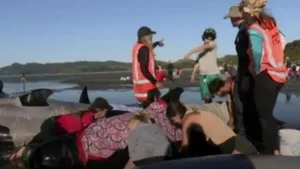 Imagini dramatice în Noua Zeelandă: Operaţiune de salvare a sute de balene eşuate