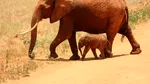 Speranță pentru puii de elefant: Virusul care-i ucide într-o singură zi poate fi oprit