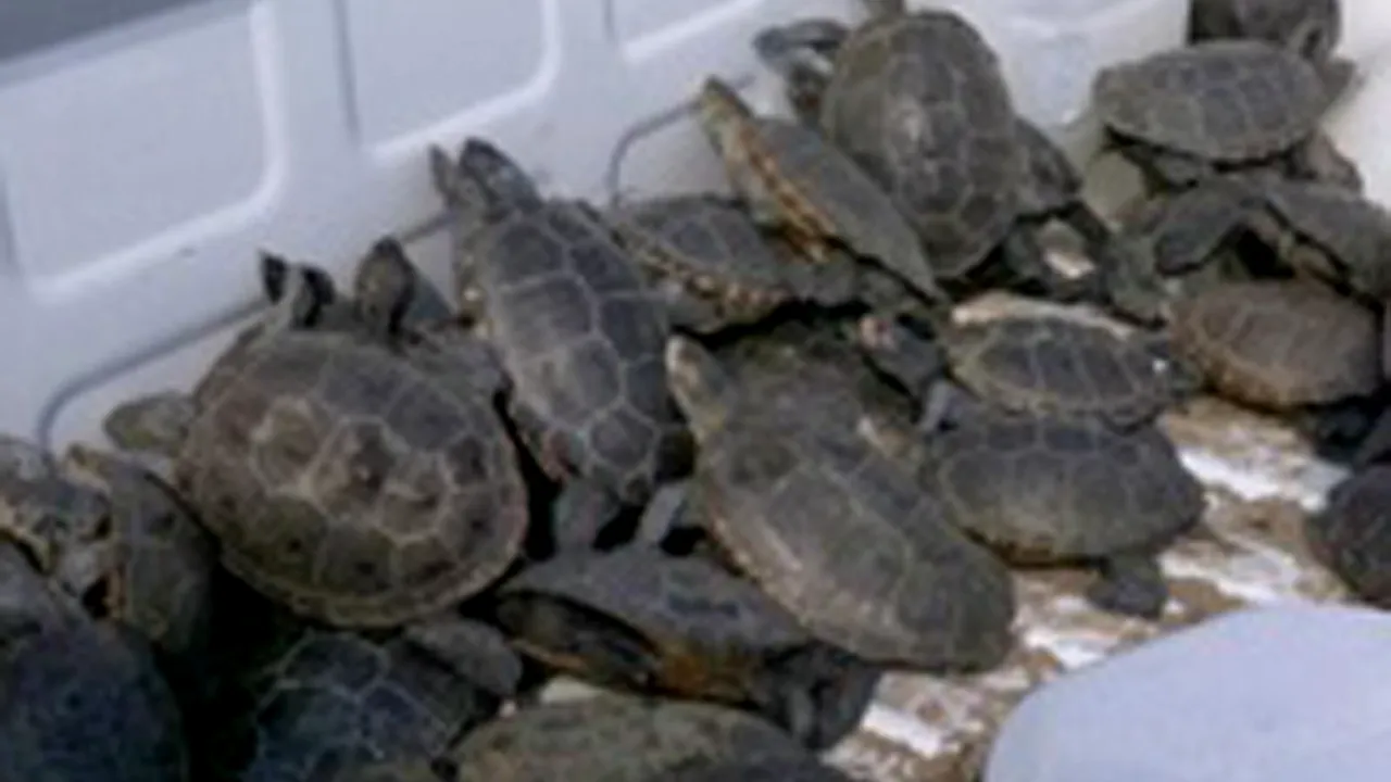 Thailanda repatriază aproape 1.000 de animale pe cale de dispariţie în Madagascar 