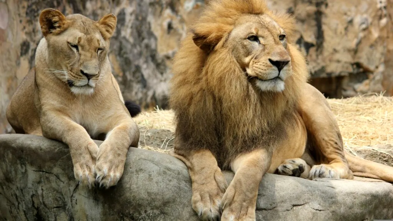 Temperaturile record din Japonia lovesc și animalele: trei lei au murit la o grădină zoologică