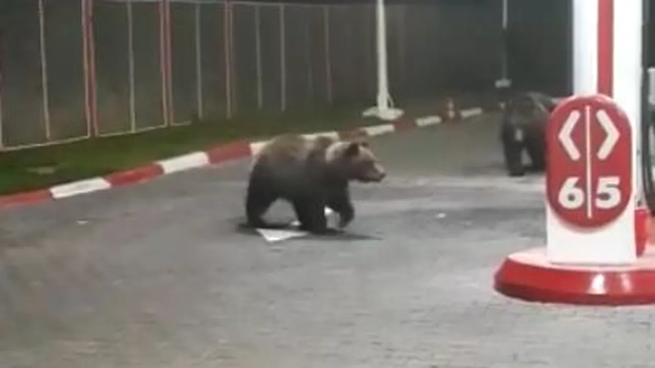 Urşi filmaţi în timp ce se plimbau într-o benzinărie din Azuga/ Internauţii au început să facă glume pe seama incidentului: Au rămas fără combustibil | VIDEO