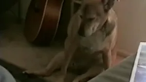 VIDEOCLIP AMUZANT: Oboseala îi ajunge şi pe câini. Un patruped adoarme deşi nu vrea