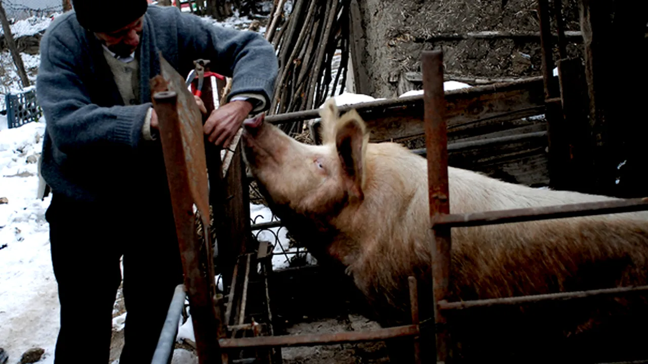Trei răniţi, după ce butelia cu care pârleau un porc a explodat în Dolj