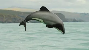O specie nouă de delfin cu cocoaşă, descoperită în Australia
