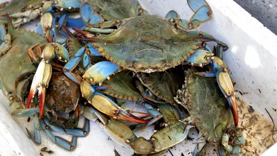 EXTERNE Crabul albastru, delicatesa pe care Venezuela a trebuit să o oprească de la exportul în SUA: „Mulți oameni au rămas fără locuri de muncă”