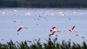 Specialişti: Păsările din Delta Dunării, hăituite de fotografi şi turişti . Păsările se refugiază în Ucraina, aflată în război