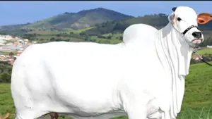 O vacă mare cât un deal, cel mai scump animal din lume

