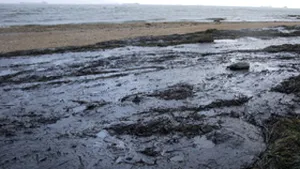 Ecologişti: Poluarea cu păcură va afecta Marea Neagră mai mulţi ani