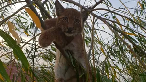 Intervenţie neobişnuită pentru jandarmii din Braşov: Un RÂS care a ajuns în curtea unei familii a fost capturat şi eliberat în pădure | FOTO, VIDEO