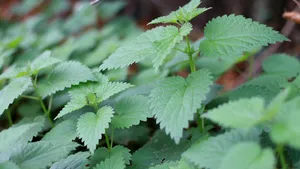 Terapie bizară: Motivul pentru care un bărbat îşi freacă pielea cu urzici în fiecare săptămână