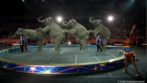 Folosirea animalelor în circuri, interzisă cu excepţia câinilor, cailor, delfinilor şi a unor păsări/ Fundaţia Vier Pfoten: Fundaţia poate reloca animale de la circ şi va suporta costurile