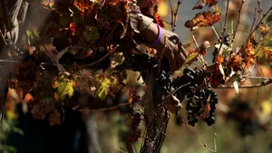 Producția de vin din Franța se îndreaptă spre un minim istoric, în urma valurilor de căldură din această vară