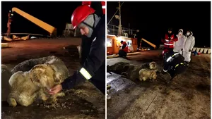 Operaţiunea de salvare a oilor din nava răsturnată în Portul Midia s-a încheiat. Câte cadavre de animale zac pe Marea Neagră 