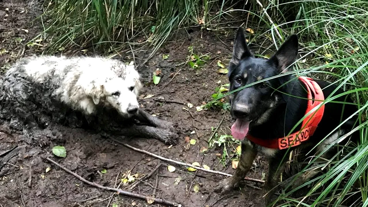 Poveste ÎNDUIOŞĂTOARE: Un câine salvator aflat în prima lui misiune a găsit un alt patruped pierdut, care era prins în noroi de două zile