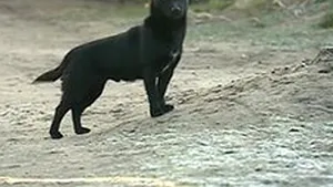 EROUL NECUVÂNTĂTOR: O fetiţă de trei ani dispărută de acasă, ţinută în viaţă de un câine - VIDEO