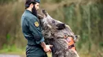 O unitate de elită a adoptat un porc mistreț. „Iratxo face și el parte din Guardia Civil”