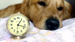 Cimitir şi hotel pentru câini şi pisici, construite în Bucureşti de Primăria Generală