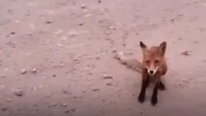 Animalele sălbatice din Siberia îşi părăsesc habitatul natural în urma incendiilor de vegetaţie / VIDEO