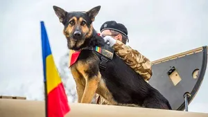Max, fostul câine al Armatei, a murit marţi seară - VIDEO