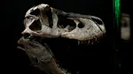 Colecționarii de fosile: Sotheby’s îl scoate la licitație pe dinozaurul „Gus” la 30 de milioane de dolari. Ce are special