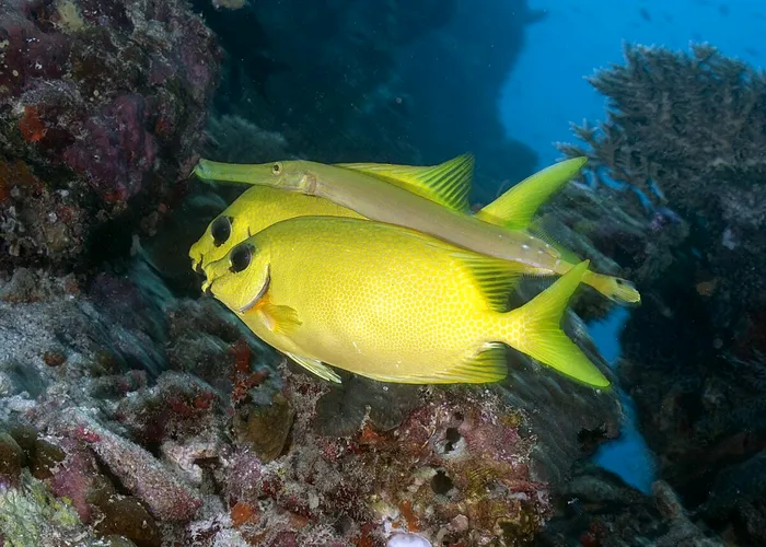 NORTH ARI ATOLL, MALDIVES - JANUARY 27: Various sea creatures seen as coral reefs show severe damage due to rising sea temperatures linked to climate change during dives in the North Ari Atoll, Maldives on January 27, 2026. Observations reveal a significant decline in coral populations, along with coral bleaching. Anemones, schools of snapper fish, hawksbill sea turtles and a dense moray eel population at the area known as “fishtank” were observed during the dives. Tahsin Ceylan / Anadolu/ABACAPRESS.COM